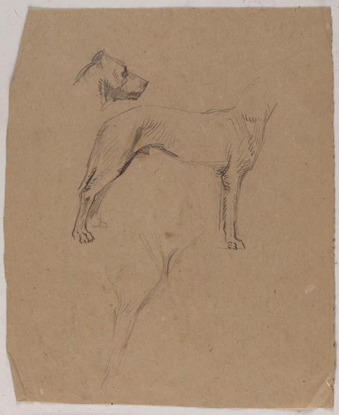 Etude d'un chien ; corps et tête séparés, Georges Mathey, 1er quart 20e siècle