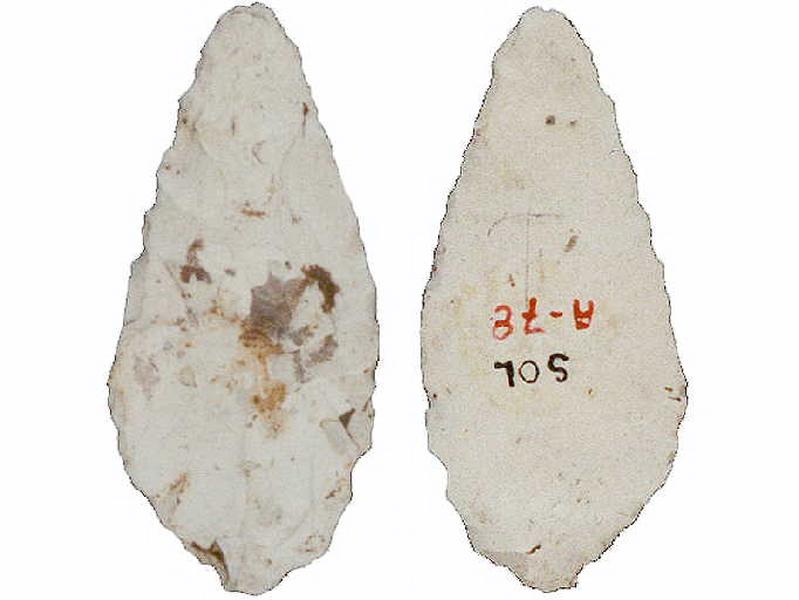 Feuille de laurier_0