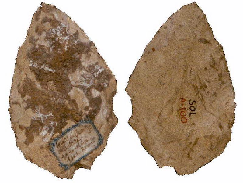 Feuille de laurier_0