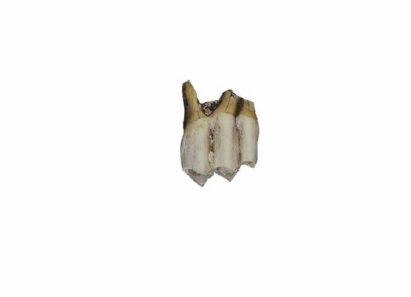 Dent (cerf,2)_0