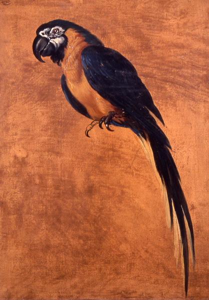 Perroquet — Jean-Baptiste Oudry