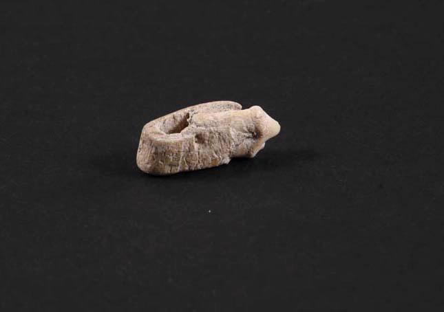 Pendeloque, dent (carnivore)_0