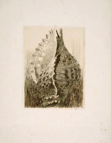 Coquillages, René Binet, 4e quart 19e siècle, 1er quart 20e siècle