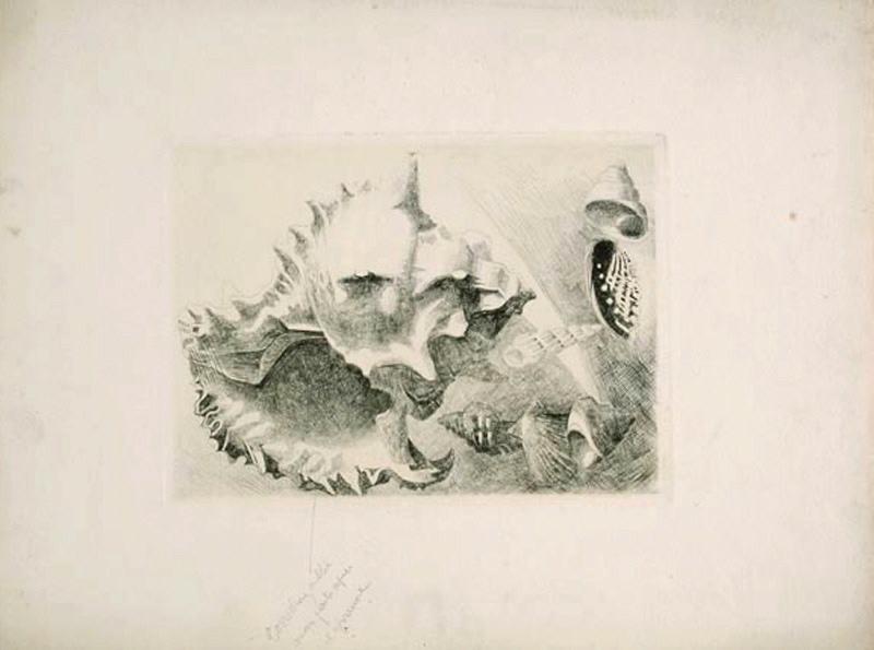 Coquillages, René Binet, 4e quart 19e siècle, 1er quart 20e siècle
