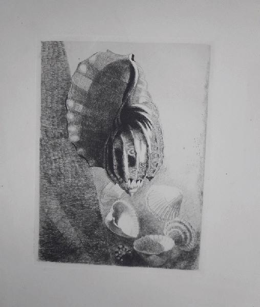 Coquillages, René Binet, 4e quart 19e siècle, 1er quart 20e siècle