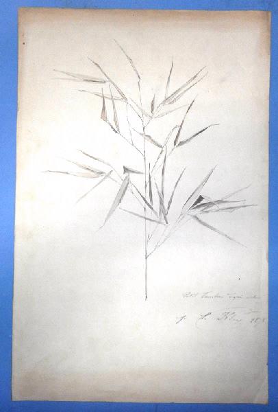 Petit bambou d'après nature, Louis Kley, 1878