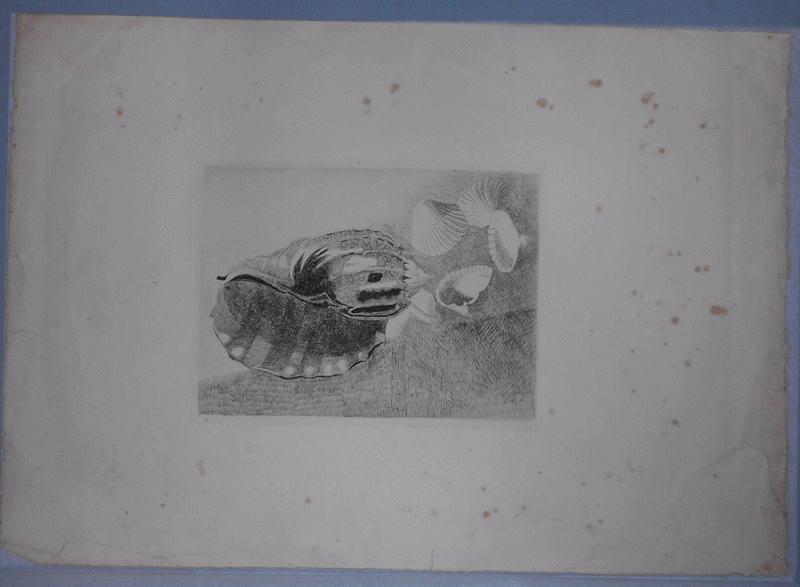 Coquillages, René Binet, 4e quart 19e siècle