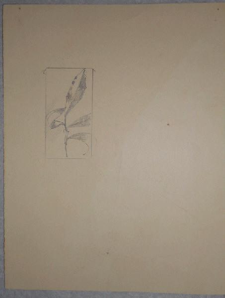 Branche avec 4 feuilles, René Binet, 4e quart 19e siècle