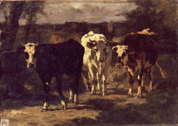 Trois vaches_0