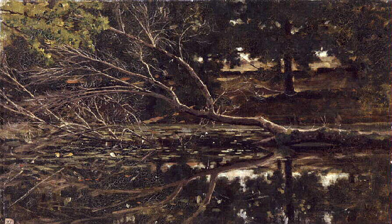 Etude d'arbres abattus dans la forêt_0