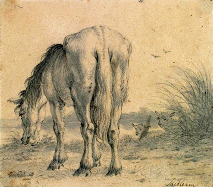 Cheval et moutons, Cornelis Saftleven, 2e quart 17e siècle, 2e moitié 17e siècle
