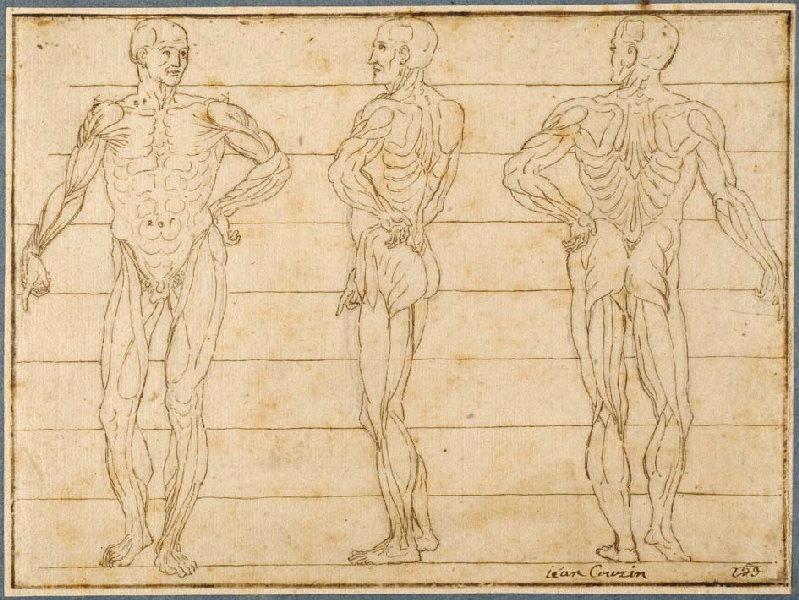 Trois études d'écorchés_0