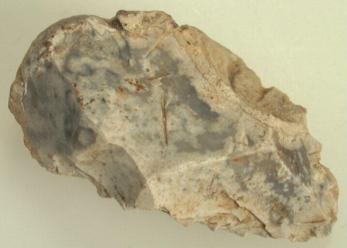 Denticulé_0