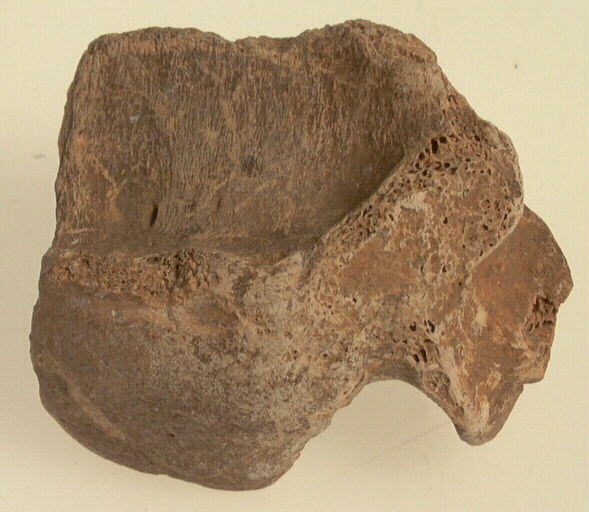 Vertèbre (fragment)_0