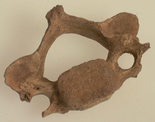 Vertèbre (fragment)_0