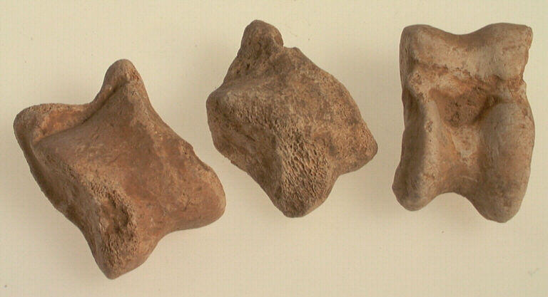 Astragale (mammifère) (3)_0