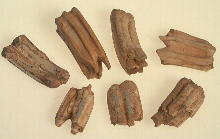 Dent (7)_0