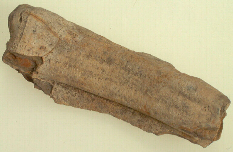 Molaire (fragment)_0