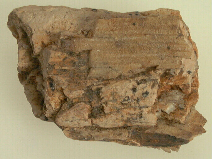 Molaire (fragment)_0