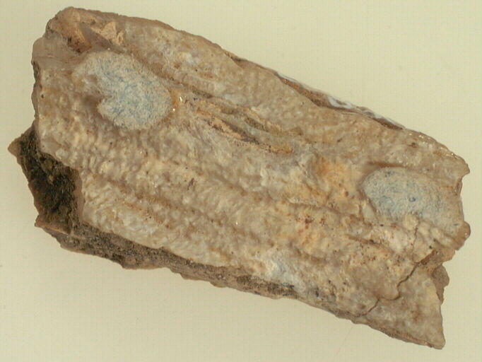 Molaire (fragment)_0
