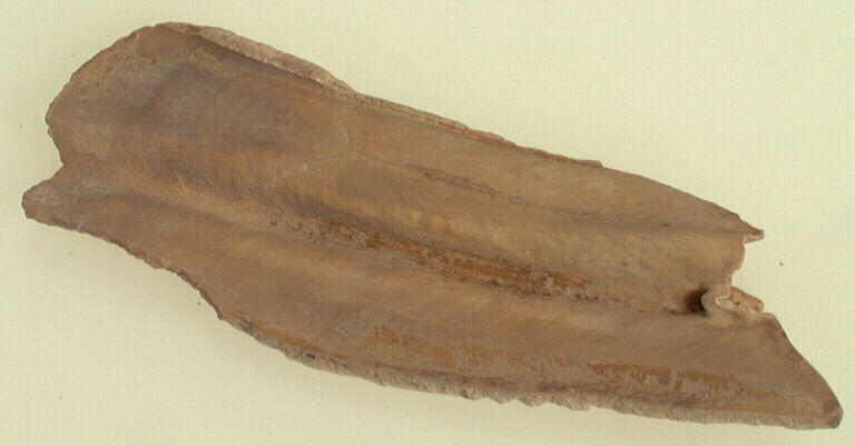 Molaire (fragment)_0