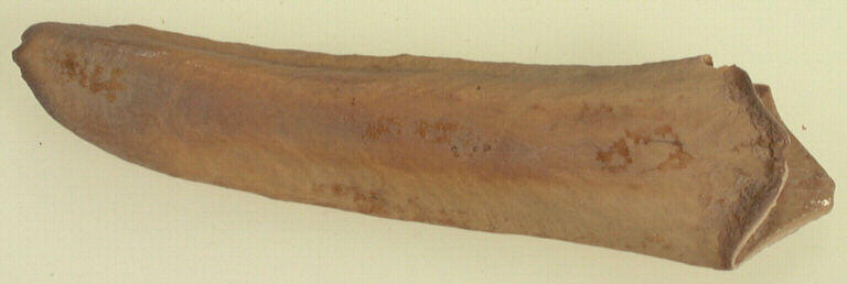 Molaire (fragment)_0