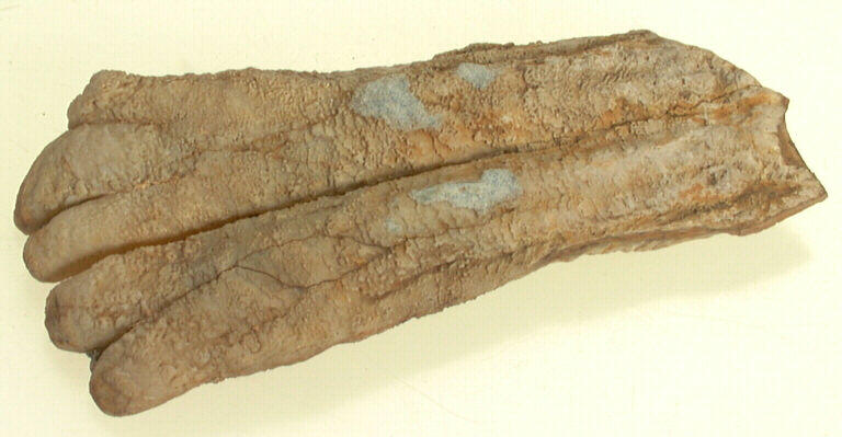 Molaire (fragment)_0