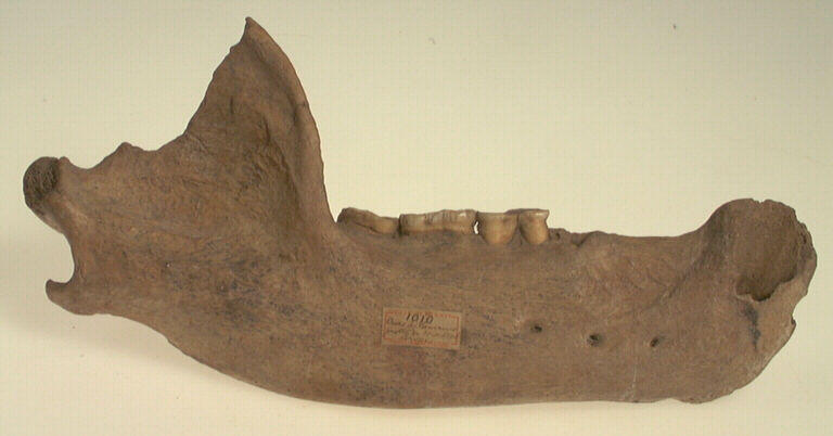 Mandibule (ours), dent_0