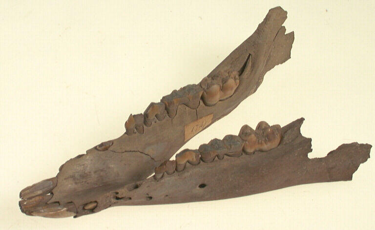Mandibule (suidé), dent_0