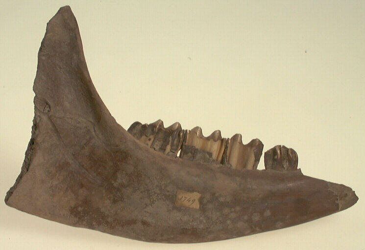 Mandibule (bœuf), dent_0