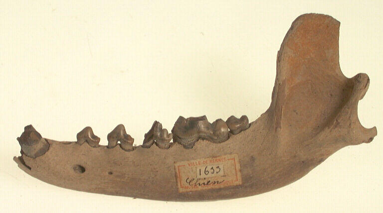 Mandibule (canidé), dent_0
