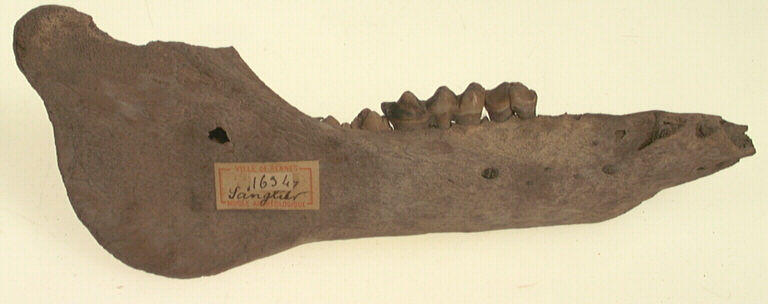 Mandibule (suidé), dent_0