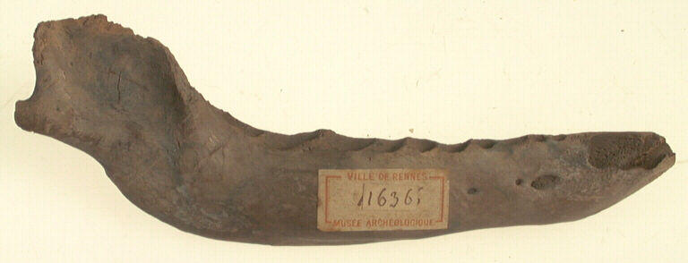 Mandibule (canidé)_0