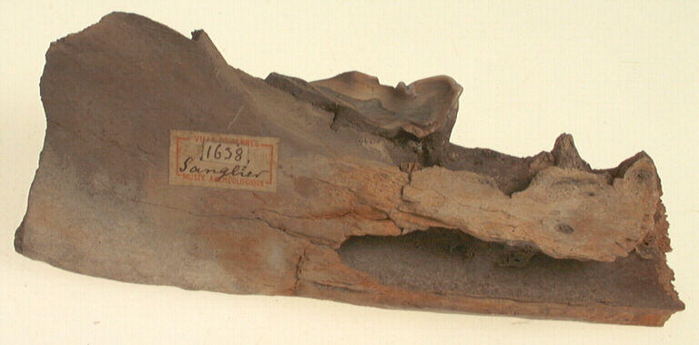 Mandibule (suidé), dent_0