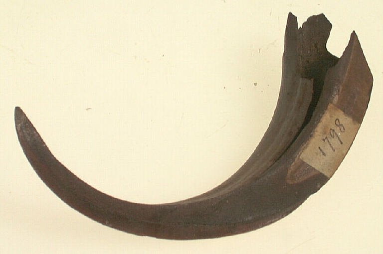 Défense (sanglier)_0