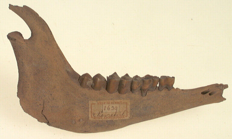 Mandibule (chevreuil), dent_0