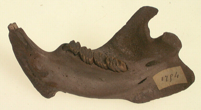 Mandibule (rongeur), dent_0