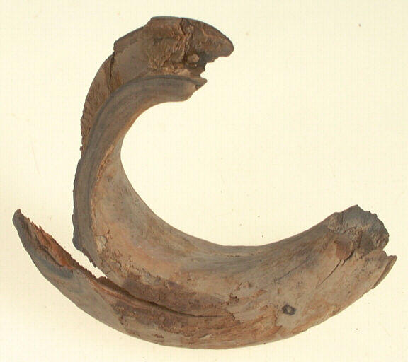 Défense (sanglier)_0