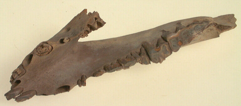 Mandibule (suidé), dent_0