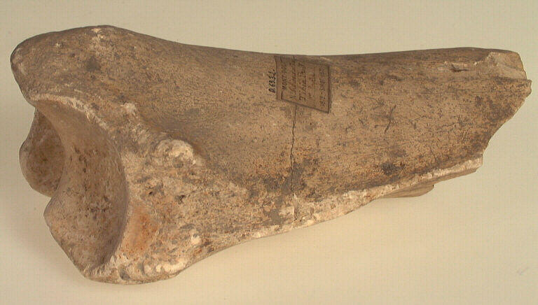 Tibia (fragment, rhinocéros)_0