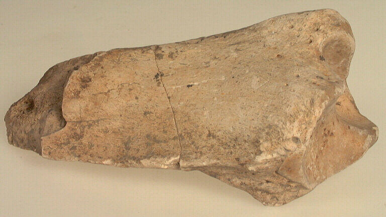 Tibia (fragment, rhinocéros)_1