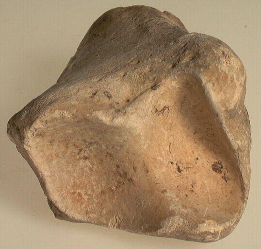 Tibia (fragment, rhinocéros)_2
