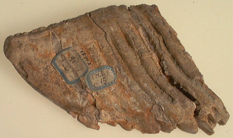 Molaire (mammouth, (fragment)_0