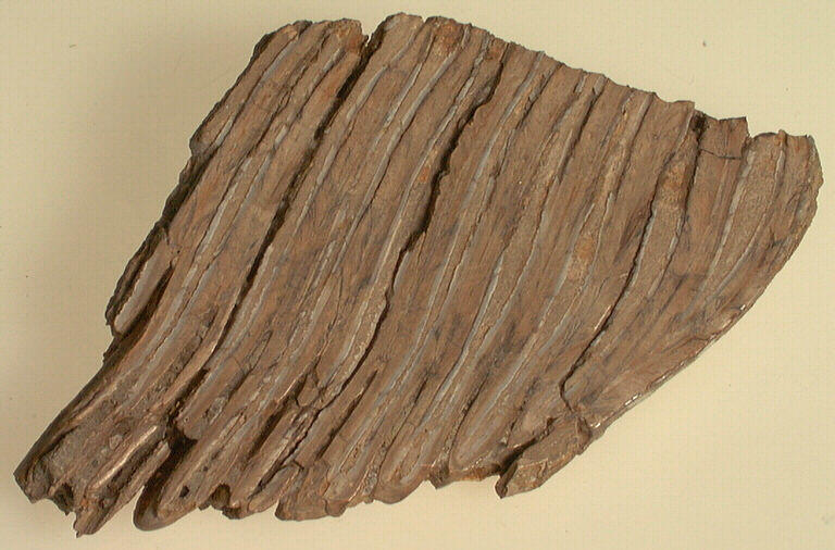 Molaire (mammouth, (fragment)_1