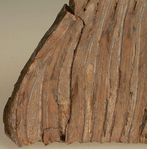 Molaire (mammouth, (fragment)_2