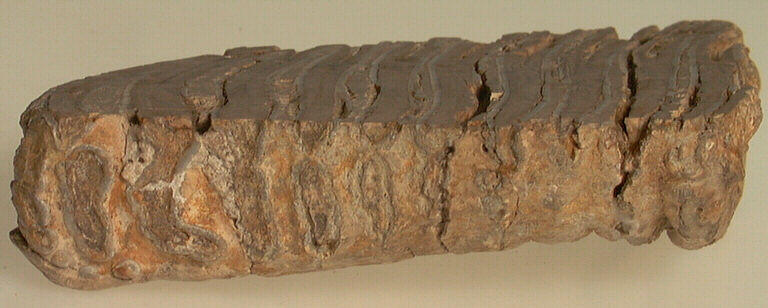 Molaire (mammouth, (fragment)_3