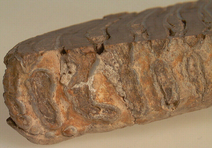 Molaire (mammouth, (fragment)_4