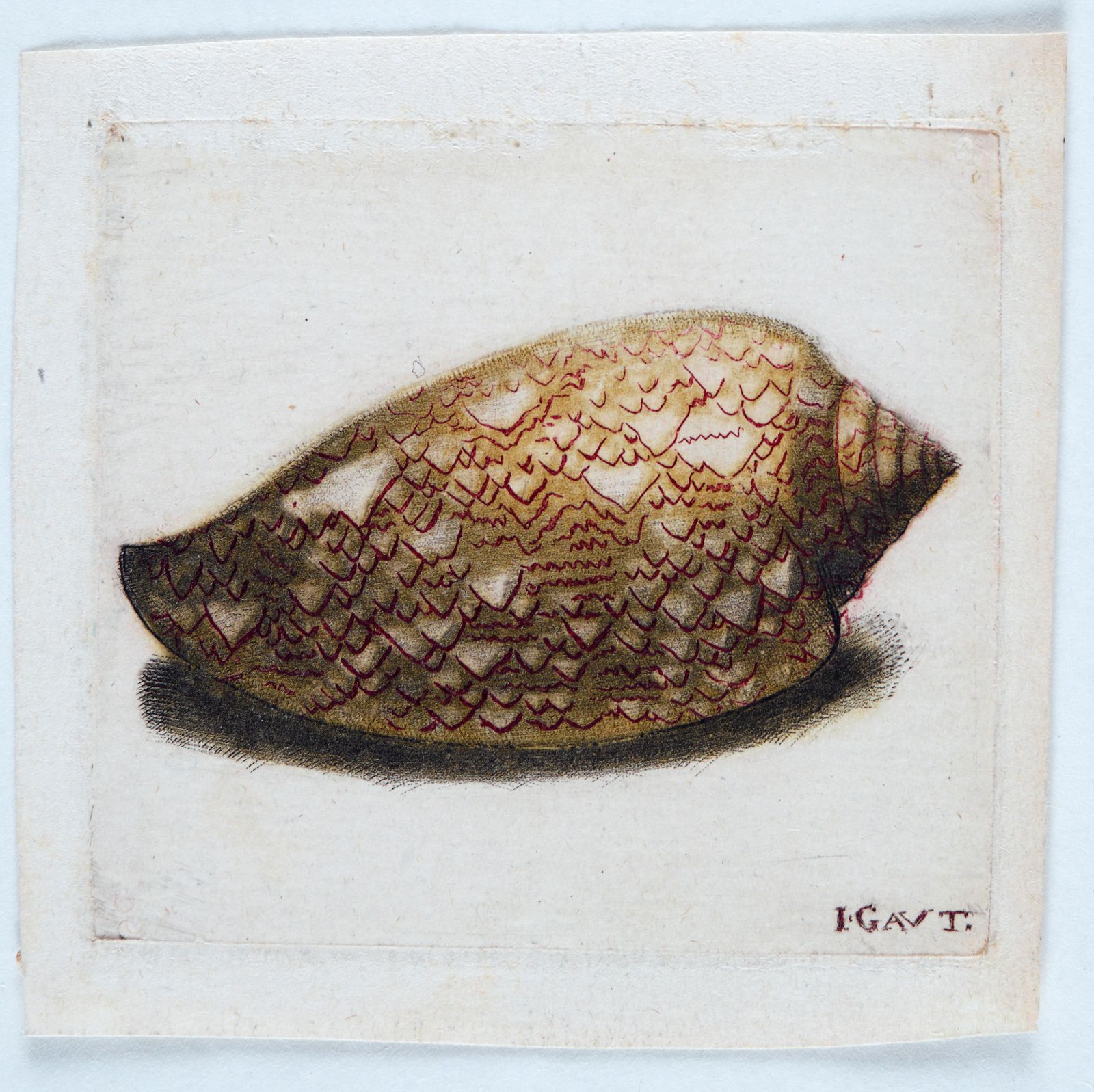 Coquille Turbinite_0