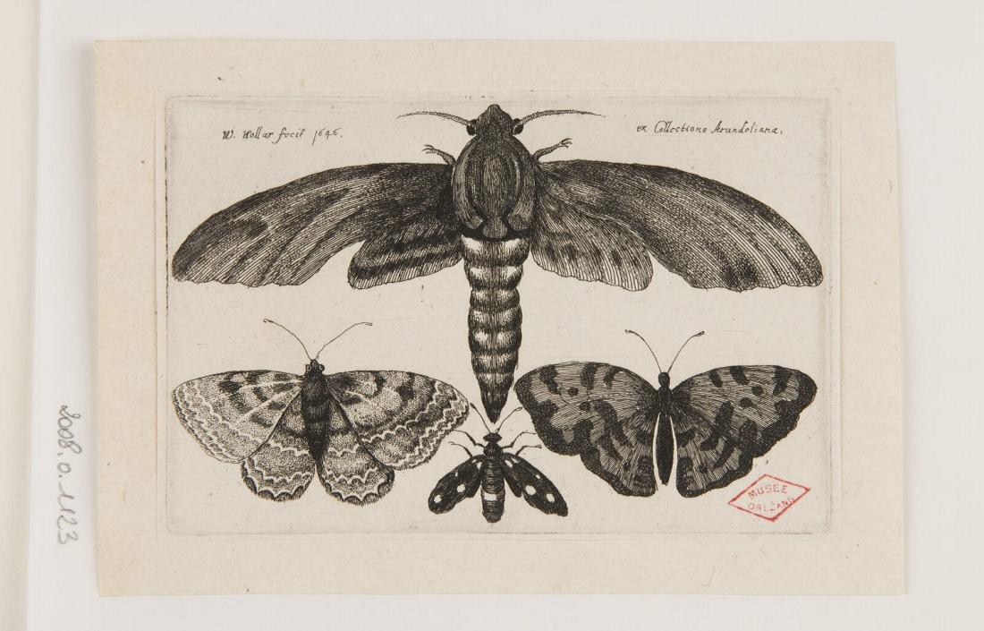 Papillons, Wenzel Hollar, 1625-1649