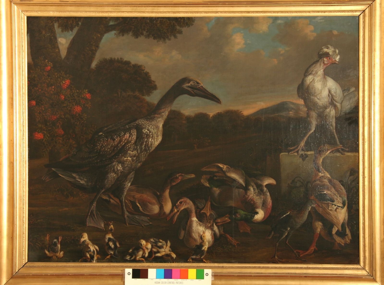 Oiseaux de basse-cour_1